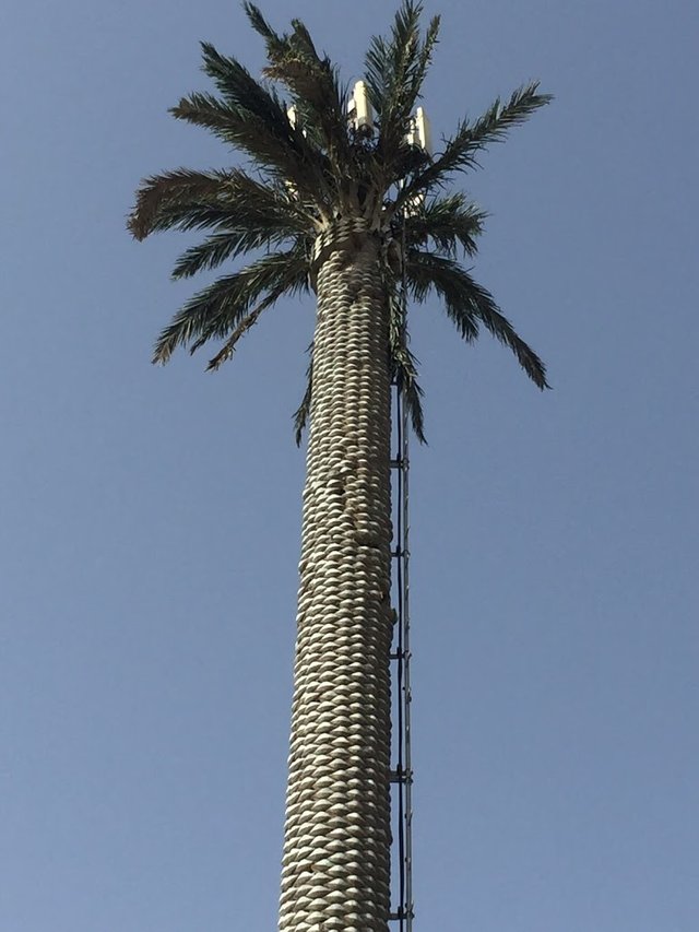 palm.JPG