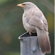 babbler.JPG