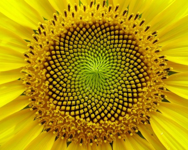 Sunflower Geometry.jpg