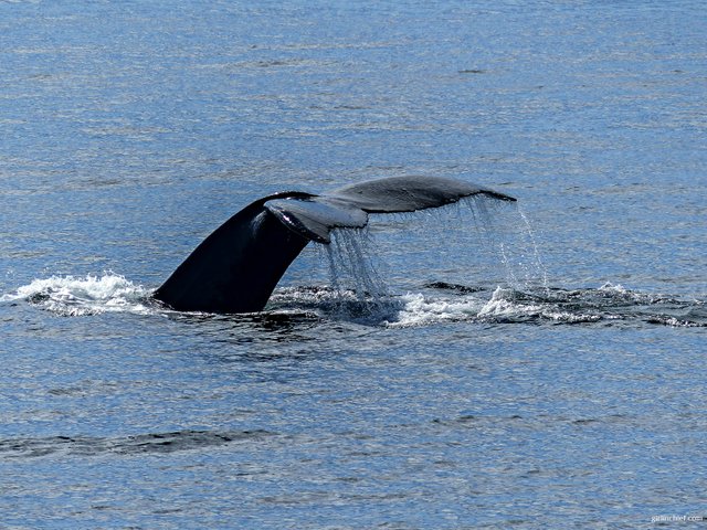 humpback-whale-436111copy.jpg