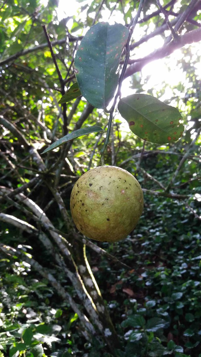 ripe lime fruit.jpg