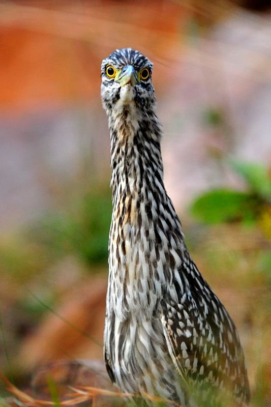 night heron.jpg