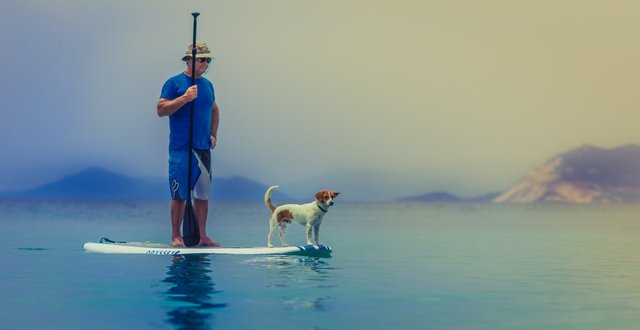 animal_beach_dog_man_ocean_paddle_person_pet-948692.jpg!d.jpg
