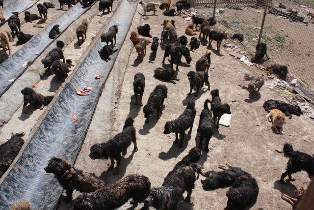 IMG_5425Dogs-mix-at-a-shelter-for-strays-in-Maozhuang-August-26-2016-1020x680.jpg