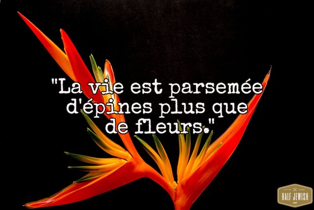 fleurs.sur-la-vie.jpg