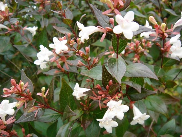 Abelia Plant Care And Culture Travaldo S Blog