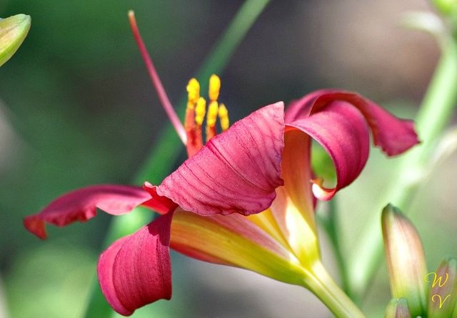 flowers photography-daylily-5.jpg