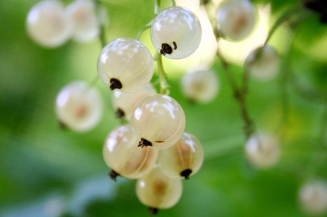 White_currant.jpg