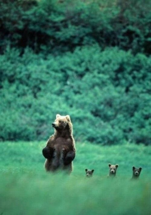 5b95ec67e4e5ba170241dcfad8e6b77f--baby-bears-bear-cubs.jpg