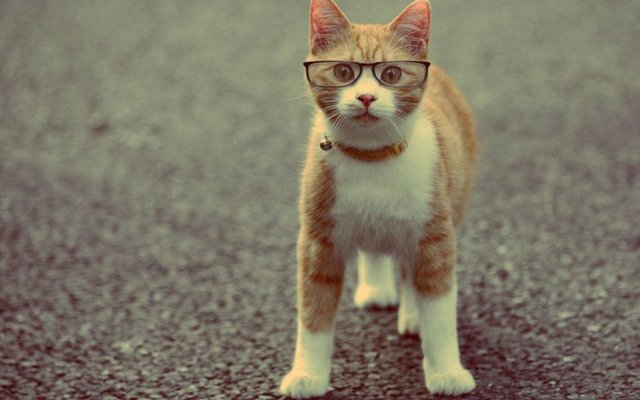 cat-with-glasses-wallpaper-1-1024x640.jpg