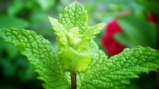 958705-flowers-france-green-green-tea-linux-mint-mint-morocco-nature-papermint-tea-wild-wilde-wildflowers.jpg