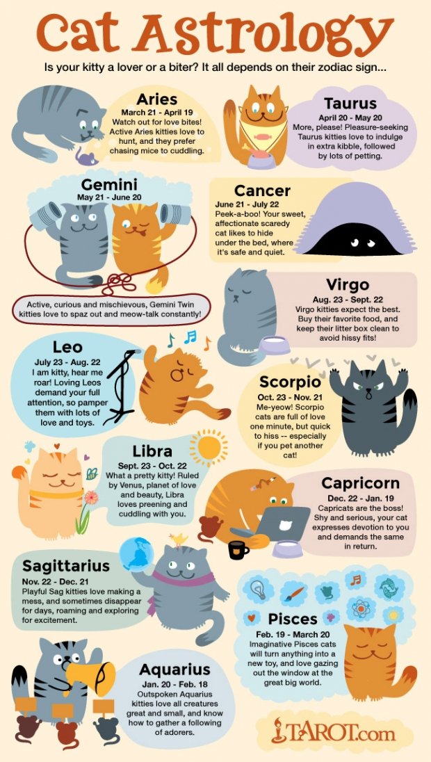 cat astrology.jpg