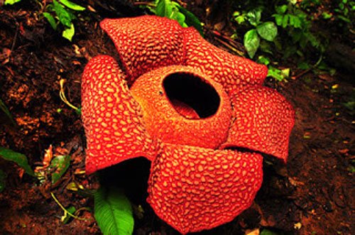 raflesia-arnoldi.jpg