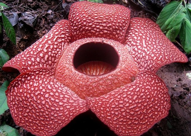 rafflesia_arnoldi_20131231_2148.jpg.CROP.promo-large2.jpg