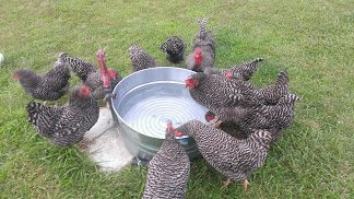 barred_rocks.jpg