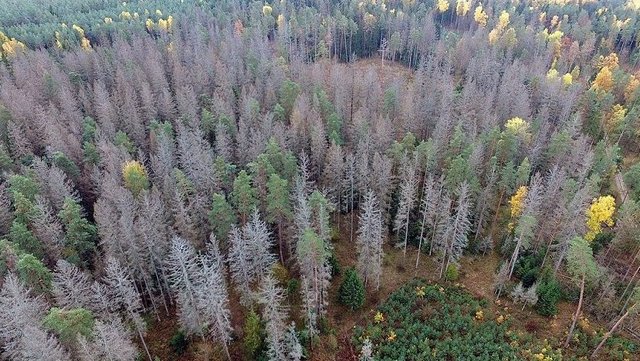 Kornik_w_Puszczy_Bialowieskiej_fot.Marek_Taradejna1-1024x576_slider-886x500.jpg