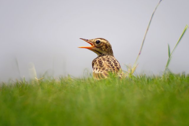 pipit1.jpg