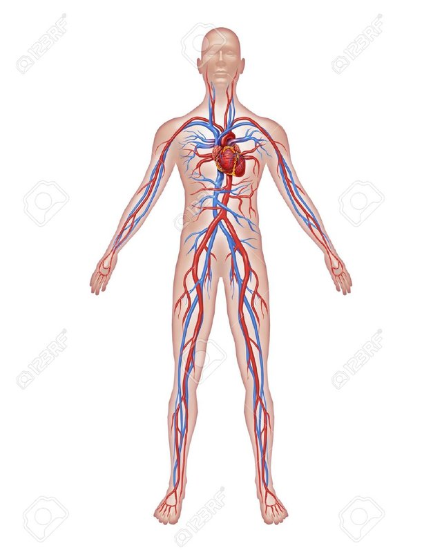 11995641-human-circulation-anatomy-and-cardiovascular-heart-system-with-a-healthy-body.jpg