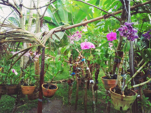 Cultivating_a_variety_of_orchids[1].jpg