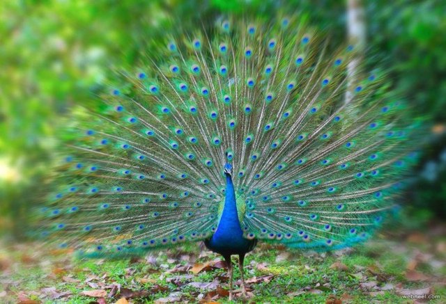 15-beautiful-peacock-photo.preview.jpg