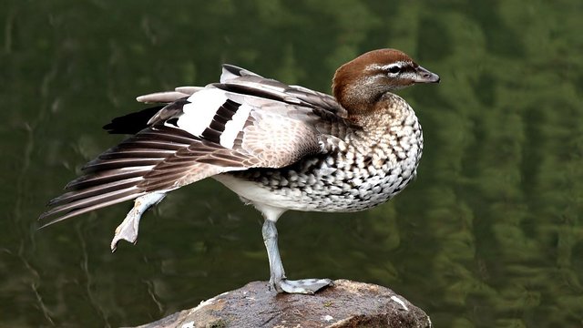 Australian Wood Duck 1.jpg