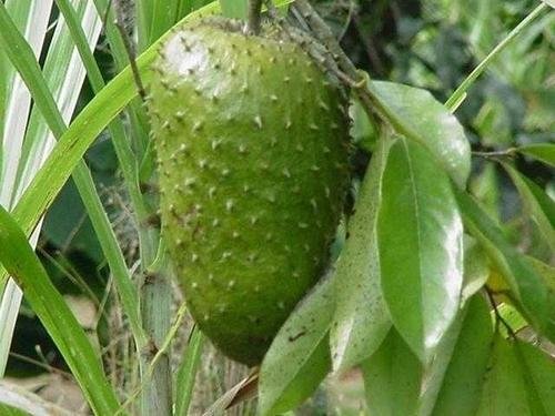 graviola-tree-or-soursop-9013-500x500.jpeg