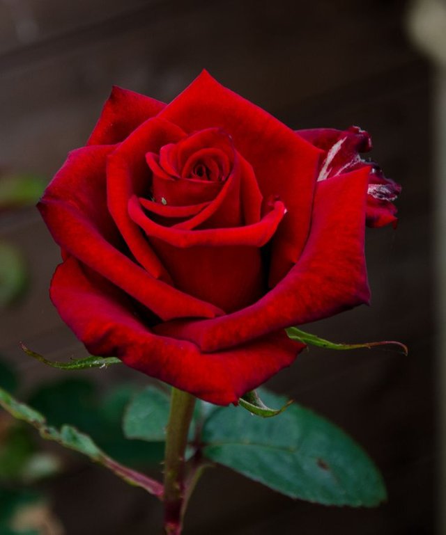 Cool-Red-Rose.jpg