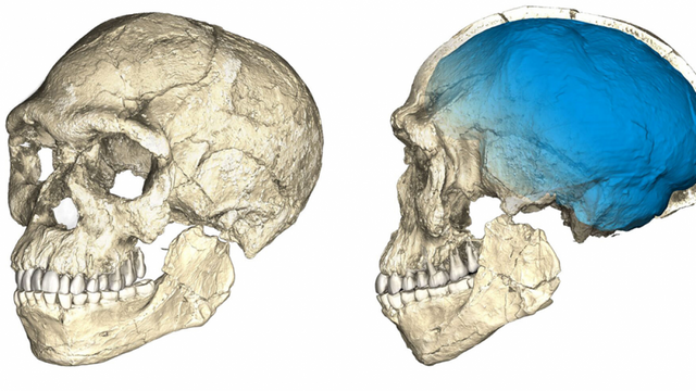 Descubren en Marruecos los fósiles de 'Homo sapiens' más antiguos, con 315.000 años.png