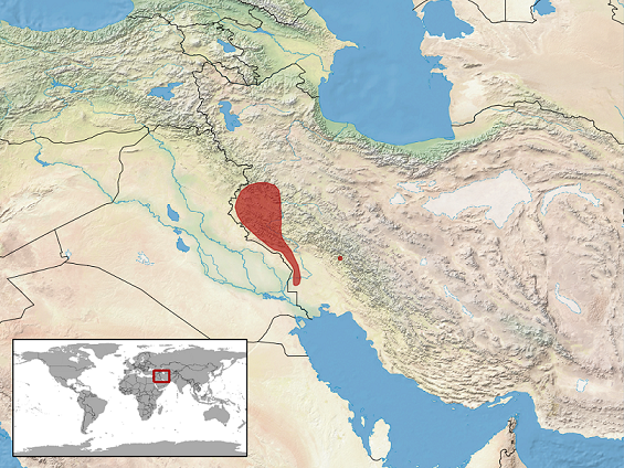 Pseudocerastes_urarachnoides_distribution.png