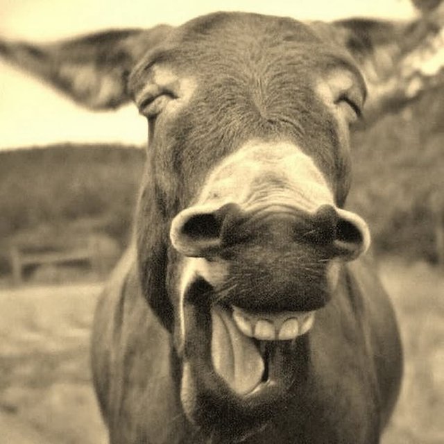 Donkey-Closeup-Face-Funny-Laughing-Animal-Picture.jpg