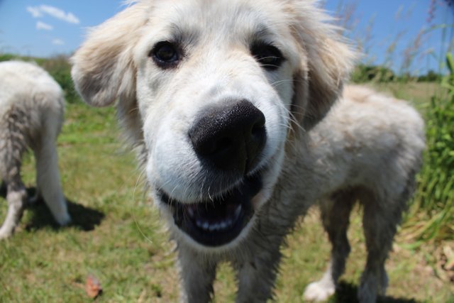 Hulk Puppy Mouth.JPG