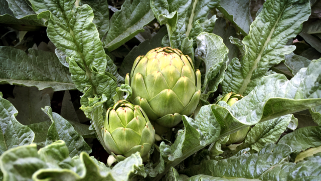 artichokeheader3.png