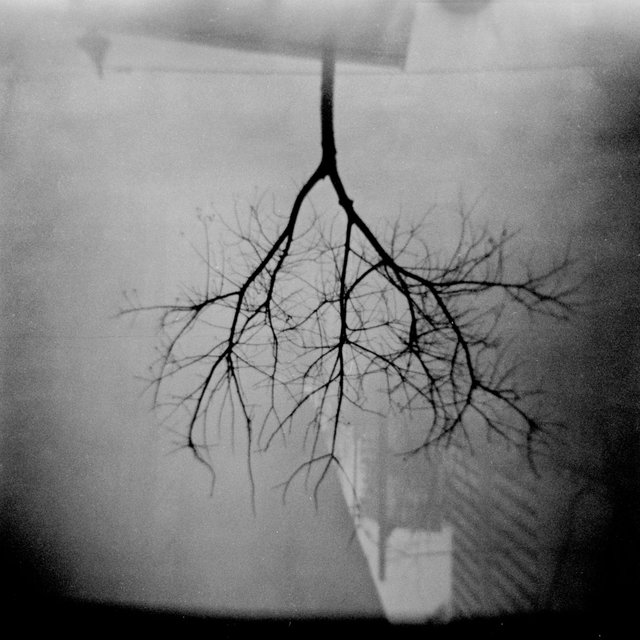 Fomapan_400_Holga_by_Victor_Bezrukov-3.jpg