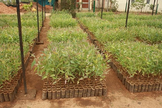 Eucalyptus_seedlings_more.jpg