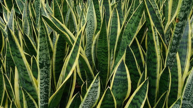 Snake_Plant_(Sansevieria_trifasciata_'Laurentii').jpg