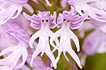 Hanging naked men - Orchis Italica.jpg