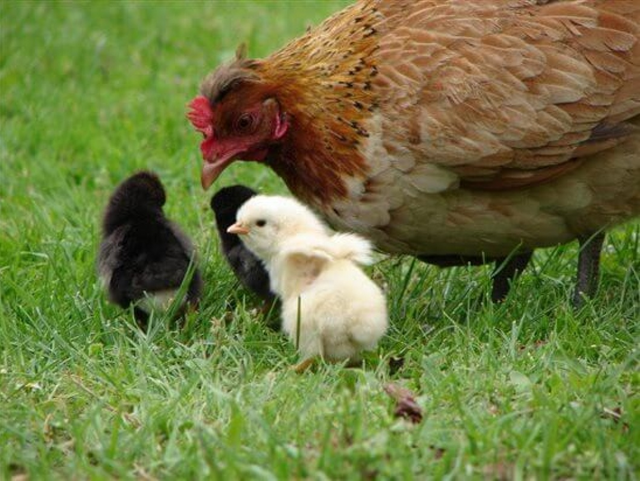 3487.hen-with-chicks-1058x795.jpg