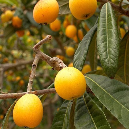 Loquat-Tree-450w.jpg