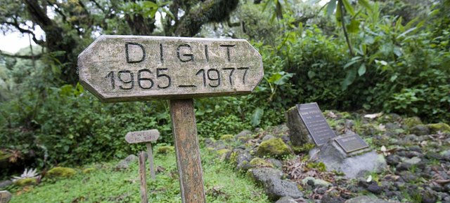18-Virunga-Dian-Fossey-Grave_Fotor.jpg
