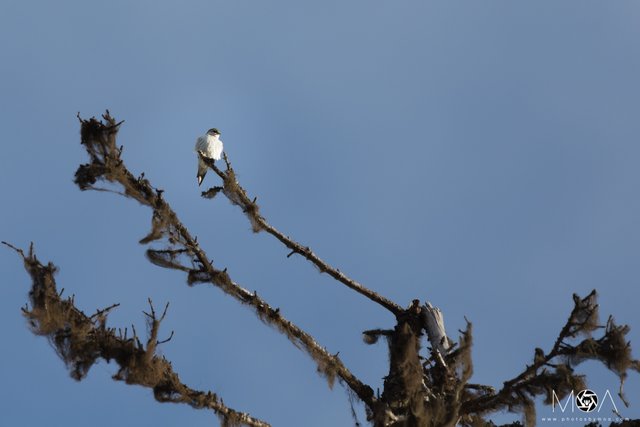 Violet-green Swallow.jpg