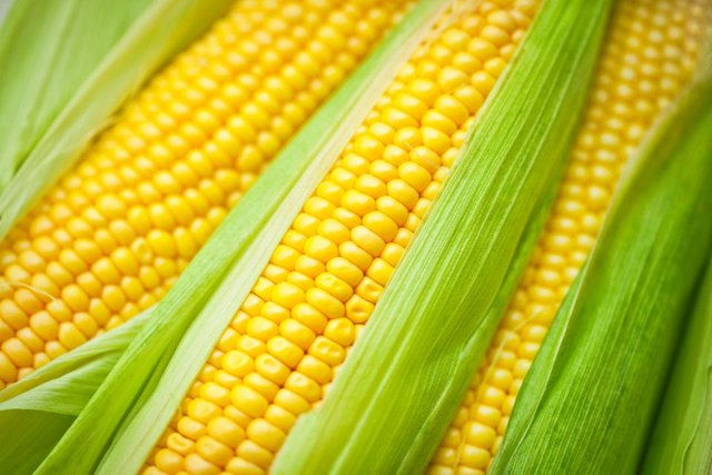 fresh_corn-583dfbd65f9b58d5b170c933.jpg