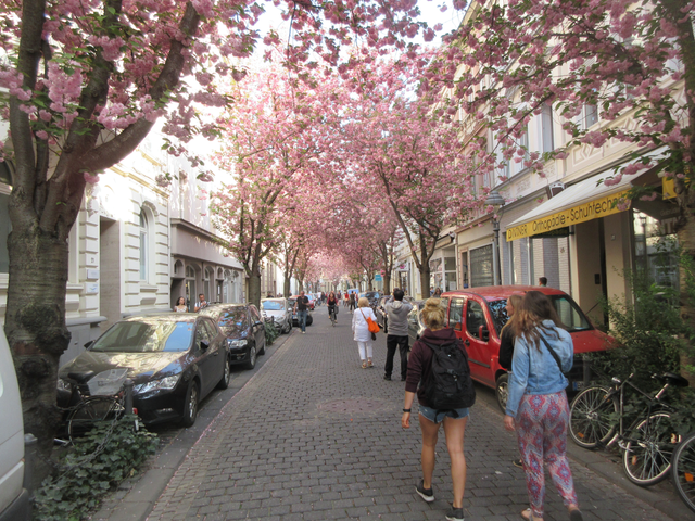 05_bonn_cherry_blossoms.png