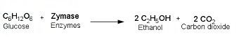 glucose-fermentation-oveview2.jpg