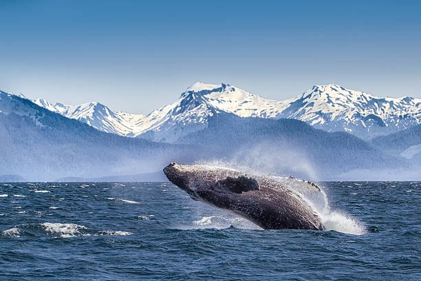 breaching-humpback-whale-picture-id555743985.jpg