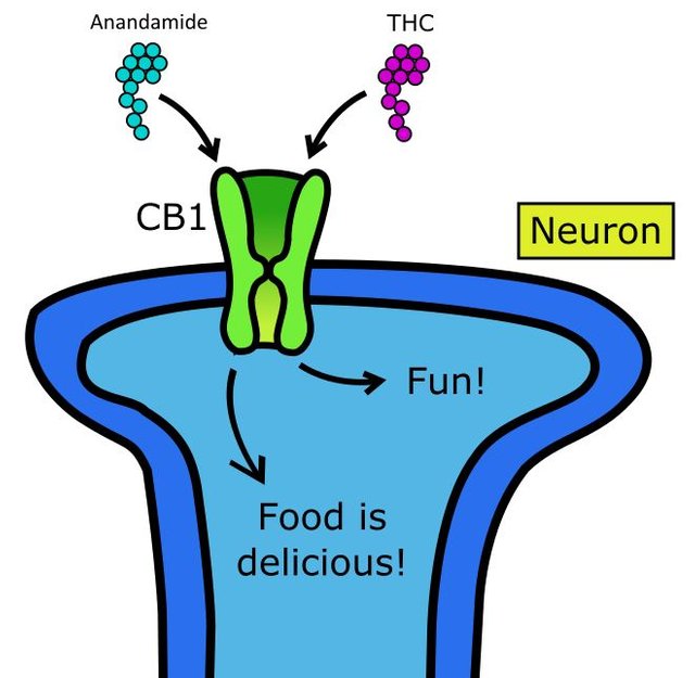 weed-and-neurotransmitters-how-marijuana-affects-the-brain-anandamide-cb1-cb2.jpg