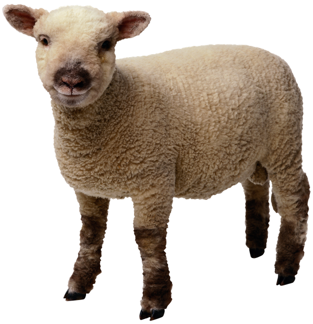 sheep for payouts.png