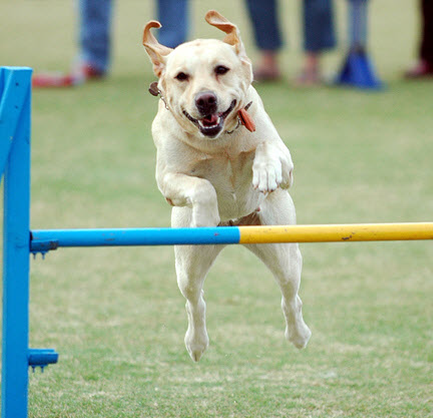 Labrador-Retriever-Agility.png