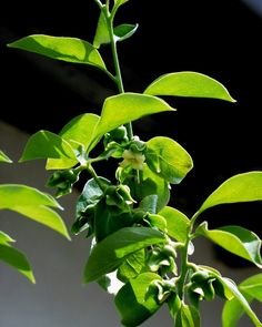 Diospyros Kaki Leaf Extract.jpg