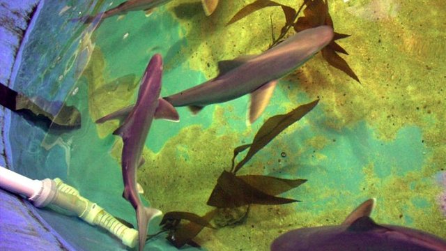 Sharks found in NY home's basement pool.jpg