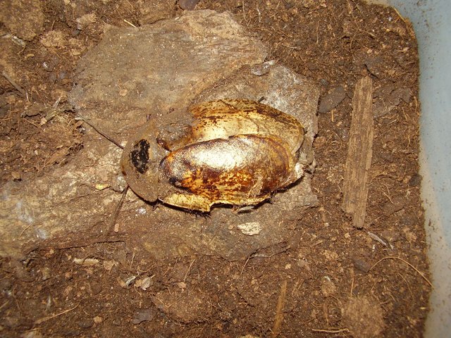 Gatunek - Achrimandria tesselata.JPG